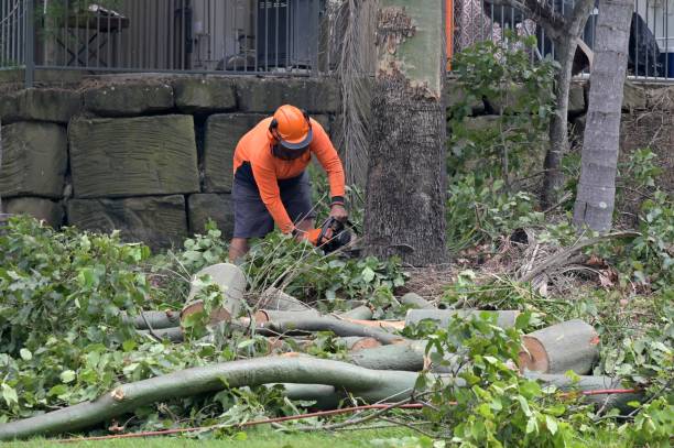 Best Tree Care Services  in Chisago City, MN